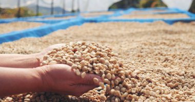El 'i çiğ kahve çekirdeğiyle kapatın kuru yeşil tohum yığını. Çiftçinin elleri eko çiftliğinde kızarmamış tahıl seçti. Arap çiftliği kahve çekirdeği tarımı objeleri. Güneş kurutulmuş taze siyah kahve.