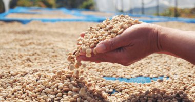 El 'i çiğ kahve çekirdeğiyle kapatın kuru yeşil tohum yığını. Çiftçinin elleri eko çiftliğinde kızarmamış tahıl seçti. Arap çiftliği kahve çekirdeği tarımı objeleri. Güneş kurutulmuş taze siyah kahve.