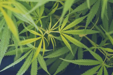 Yeşil Marihuana ağacı esrarı seraya narkotik bitkiler eker. Kenevir yaprağı, ecza çiftliğinde kenevir ham yağı yaptı. Ot yaprağı Uyuşturucu ve İlaç Sağlık Konsepti 'nden CBC, THC bitki tarımı