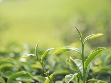 Yeşil çay ağacı tarlada taze taze tomurcuk bitkisel yeşil çay ağacı kamelya sinensis organik çiftliğinde. Taze Ağaç çay tarlalarını kapatın. Dağ yeşili doğa bitkisel bitki arka planında.