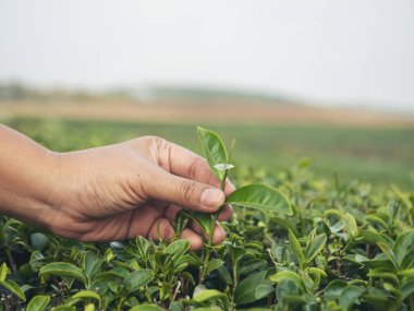 Yeşil çay ağacı koparan kadın tomurcuk topluyor taze kamelya sinensis organik çiftlikten ayrılıyor. El ele tutuşup, siyah yeşil çay topluyorum bitkisel tarım. Kadın Black Tea çiftliğinde çalışıyor.