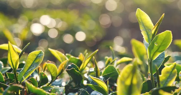 Green tea tree leaves field Fresh young tender bud herbal in farm on summer morning. Sunlight Green tea tree plant camellia sinensis in organic farm. Close up Tree tea plant green nature in morning