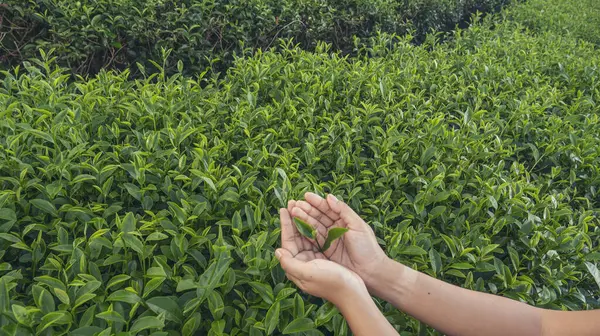 Yeşil çay ağacı koparan kadın tomurcuk topluyor taze kamelya sinensis organik çiftlikten ayrılıyor. El ele tutuşup, siyah yeşil çay topluyorum bitkisel tarım. Kadın Black Tea çiftliğinde çalışıyor.