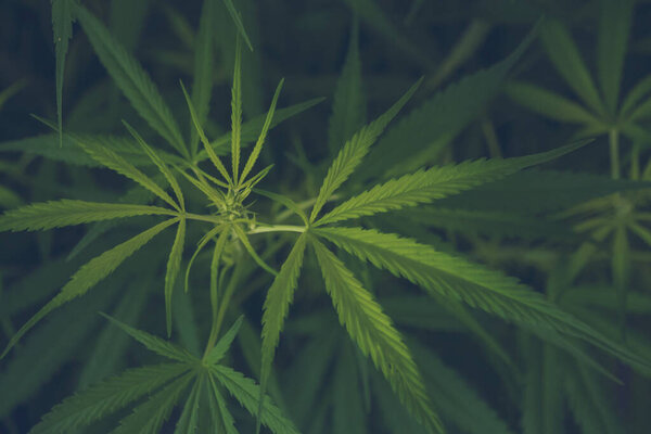 Зеленое дерево марихуаны марихуаны растение наркотических трав в теплице. Лист конопли сделал сырую нефть каннабиса на ферме медицины. CBC, трава ТГК, культура сорняков и концепция здравоохранения