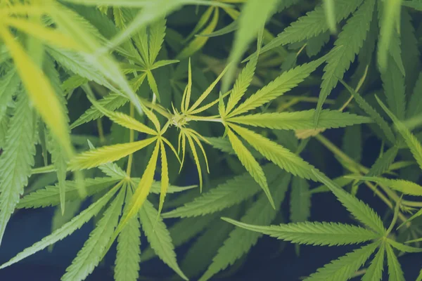 緑のマリファナ木大麻植物温室内の麻薬性のハーブ 麻の葉は医療農場で大麻の原油を作った Cbc 雑草の葉によるThcハーブ農業薬と医療の概念 ストック写真