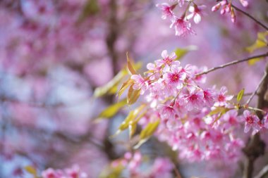 Pink Pastel flower floral soft nature blossom blurred background. Vintage retro romance plum botanical bloom spring season. Blurry Cherry blossom petals plant in beautiful garden. Backdrop template