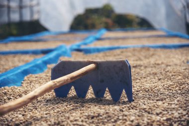 El 'i çiğ kahve çekirdeğiyle kapatın kuru yeşil tohum yığını. Çiftçinin elleri eko çiftliğinde kızarmamış tahıl seçti. Arap çiftliği kahve çekirdeği tarımı objeleri. Güneş kurutulmuş taze siyah kahve.