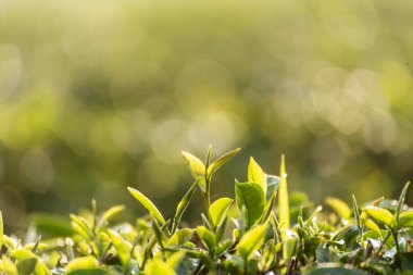 Kamelya Sinensis organik çiftliğinde yeşil çay ağacı yaprağı bitkisi. Ağaç çay tarlalarını kapatın sabah yeşil doğa arka planı. Taze taze tomurcuk bitkisel yeşil çay ağacı çiftlikte