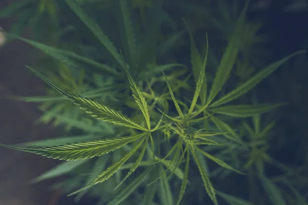 Green Weed Marijuana Tree Cannabis Plant Narcotic Herbal Cbc Greenhouse ロイヤリティフリーのストック写真