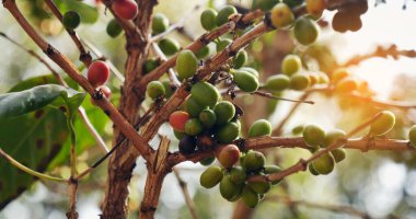 Olgun kırmızı kahve çekirdeği tohumu tohumu tohumu yeşil eko organik çiftlikte yetişen kahve ağacı. Kahve bahçesi için kırmızı, olgun, robusta arabica üzümlerini toplayın. Taze kahve yeşil yaprak çalısı.