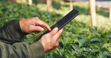 Çevresel yeşil çiftlikte sürdürülebilir kalite kontrolde akıllı çiftçi akıllı telefonu tutuyor. El kontrol ağacını kapat. Çiftçi elleri, ekolojik biyoteknoloji alanında yeni bir bahçe işlemiş. Tarla teknolojisi