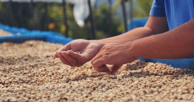 El 'i çiğ kahve çekirdeğiyle kapatın kuru yeşil tohum yığını. Çiftçinin elleri eko çiftliğinde kızarmamış tahıl seçti. Arap çiftliği kahve çekirdeği tarımı objeleri. Güneş kurutulmuş taze siyah kahve.