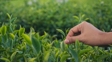 Yeşil çay ağacı koparan kadın tomurcuk topluyor taze kamelya sinensis organik çiftlikten ayrılıyor. El ele tutuşup, siyah yeşil çay topluyorum bitkisel tarım. Kadın Black Tea çiftliğinde çalışıyor.