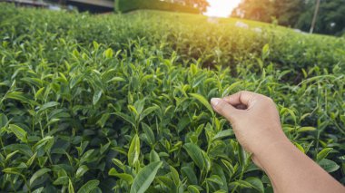 Ekin tutan kadın siyah yeşil çay topluyor bitkisel tarım. Kadın Black Tea çiftliğinde çalışıyor. Tomurcuk toplayan yeşil çay ağacı koparan taze kamelya sinensis organik çiftliği terk eder.
