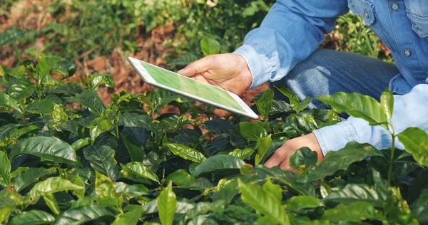 エコグリーンファームでスマートフォンを保有するスマート農家 持続可能な品質管理 ハンドコントロール植樹ツリーを閉じます 農民の手はエコバイオテクノロジーで新鮮な庭を栽培しました ファームランド技術 ロイヤリティフリーのストック画像