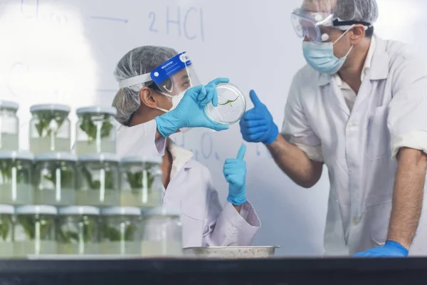 Scientist teams consult together with biochemistry plants tissue culture biotechnology science. Biotech Laboratory teamwork man and woman discuss look at Glass Petri Dish,  plants tissue culture jar