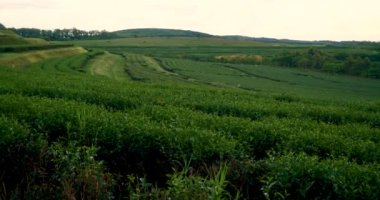 Kamelya Sinensis organik çiftliğinde yeşil çay ağacı yaprağı bitkisi. Ağaç çay tarlalarını kapatın sabah yeşil doğa arka planı. Taze taze tomurcuk bitkisel yeşil çay ağacı çiftlikte