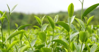 Kamelya Sinensis organik çiftliğinde yeşil çay ağacı yaprağı bitkisi. Ağaç çay tarlalarını kapatın sabah yeşil doğa arka planı. Taze taze tomurcuk bitkisel yeşil çay ağacı çiftlikte
