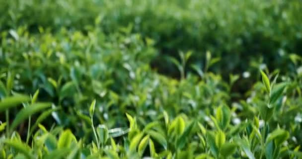 Листя Зеленого Чайного Дерева Польовий Завод Органічній Фермі Camellia Sinensis — стокове відео