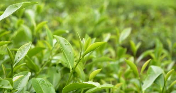 茶树叶在山茶花有机农庄的田间种植 关闭树茶种植山地绿色的自然背景在早晨 农场新鲜嫩芽草绿色茶树 — 图库视频影像