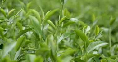 Kamelya Sinensis organik çiftliğinde yeşil çay ağacı yaprağı bitkisi. Ağaç çay tarlalarını kapatın sabah yeşil doğa arka planı. Taze taze tomurcuk bitkisel yeşil çay ağacı çiftlikte