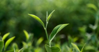 Bitki çiftliğinde taze yeşil çay ağacı yaprakları. Sabah güneşinde ağaç çay tarlaları. Taze bitkisel yeşil bahçe çiftliği. Organik içecek çalıları gevşetecek. Çiftlikte yeşil çay ağacı
