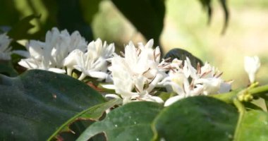 Kahve çiçeği yeşil doğa beyaz renk çiçek. Kahve ağacındaki beyaz çiçek Robusta arabica meyveleri kahve çiftliği bahçesinde. Taze fasulye tarlası. Yeşil organik çiftlikte tarım büyümesi