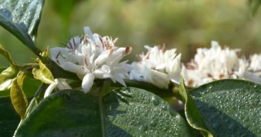 Kahve çiçeği yeşil doğa beyaz renk çiçek. Kahve ağacındaki beyaz çiçek Robusta arabica meyveleri kahve çiftliği bahçesinde. Taze fasulye tarlası. Yeşil organik çiftlikte tarım büyümesi