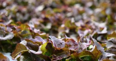 Salata çiftliği sebzesi, kırmızı meşe marulu. Taze organik hidroponik sebze tarlasını kapatın. Kırmızı yeşil salata hidroponik tarım çiftliği oluşturun. Yeşil organik tarım çiftliğinde kırmızı meşe salatası..