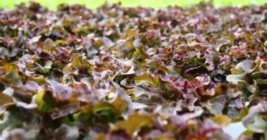 Salata çiftliği sebzesi, kırmızı meşe marulu. Taze organik hidroponik sebze tarlasını kapatın. Kırmızı yeşil salata hidroponik tarım çiftliği oluşturun. Yeşil organik tarım çiftliğinde kırmızı meşe salatası..
