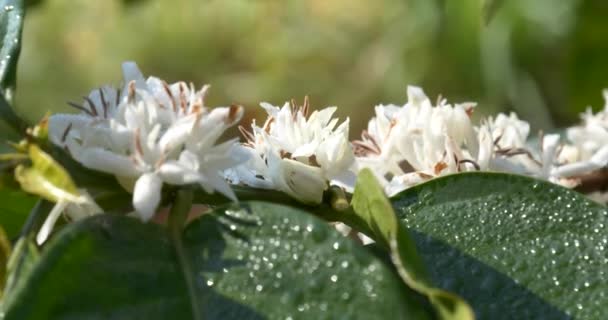 Kawa Kwiat Drzewo Zielony Natura Biały Kolor Kwiat Biały Kwiat — Wideo stockowe