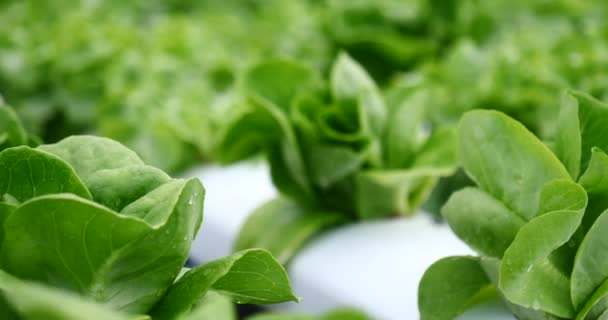 Salad Farm Vegetable Green Oak Lettuce Close Fresh Organic Hydroponic — Video Stock