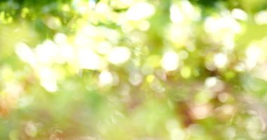 Bulanık arka plan yeşil bahçe doğa parlak güneşli orman. Baharda güneşli açık hava parkı güneş ışığıyla parlayan parlak bir şablon. Bulanık arkaplan pankart kopyalama alanı.