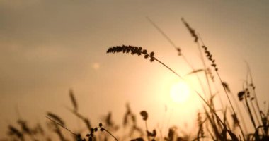 Kırsal kesimde günbatımı çim rüzgârı sonbahar çayırı. Güzel günbatımı altın çim tarlası güzel doğal Flora güneş ışığı açık havada parlıyor. Kırsal manzara doğa bitkisi ekin manzarası. Sabah kırsalında 