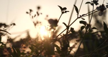 Kırsal kesimde günbatımı çim rüzgârı sonbahar çayırı. Güzel günbatımı altın çim tarlası güzel doğal Flora güneş ışığı açık havada parlıyor. Kırsal manzara doğa bitkisi ekin manzarası. Sabah kırsalında 