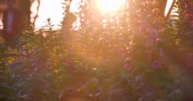 Kırsal kesimde günbatımı çim rüzgârı sonbahar çayırı. Güzel günbatımı altın çim tarlası güzel doğal Flora güneş ışığı açık havada parlıyor. Kırsal manzara doğa bitkisi ekin manzarası. Sabah kırsalında 