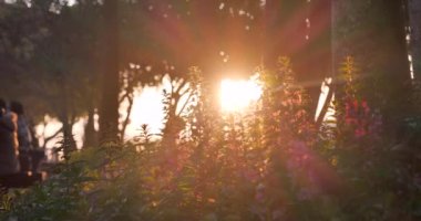 Kırsal kesimde günbatımı çim rüzgârı sonbahar çayırı. Güzel günbatımı altın çim tarlası güzel doğal Flora güneş ışığı açık havada parlıyor. Kırsal manzara doğa bitkisi ekin manzarası. Sabah kırsalında 