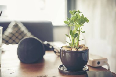 Ahşap masa arkasında içi kullanım tahtası için boş afişi olan kaktüs. Geçmişi bulanık ürün mobilya masasını göster. Ürün gösterim afişini kopyalama alanı ile sunmaya hazır