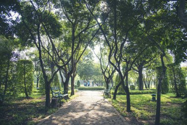 Orman yeşili ağaçlar ormanlık alanda sihirli güneş ışığı ışığı. Sakin yeşil ormanda güzel güneş ışınları. Işın ışığından dışarı ışınlayın. Doğal bulanık arkaplan yaz zamanı.