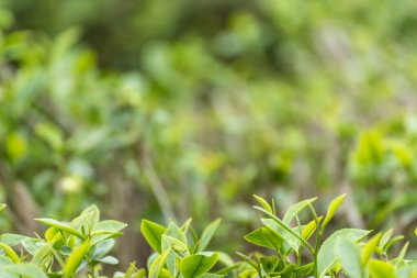 Kamelya Sinensis organik çiftliğinde yeşil çay ağacı yaprağı bitkisi. Ağaç çay tarlalarını kapatın sabah yeşil doğa arka planı. Taze taze tomurcuk bitkisel yeşil çay ağacı çiftlikte