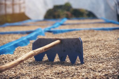 El 'i çiğ kahve çekirdeğiyle kapatın kuru yeşil tohum yığını. Çiftçinin elleri eko çiftliğinde kızarmamış tahıl seçti. Arap çiftliği kahve çekirdeği tarımı objeleri. Güneş kurutulmuş taze siyah kahve.