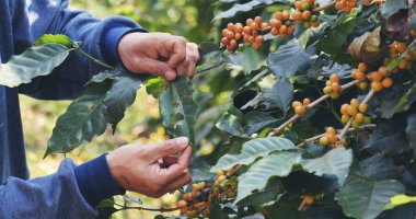 Man Hands, yeşil eko-organik çiftliğe taze tohum ağacı eker. Kapatın elleri, sarı olgun kahve tohumu, robusta arabica üzümü, kahve çiftliği hasadı.