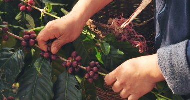 Kapalı eller Sepet Robusta Arabica bitki çiftliğinde kırmızı tohum hasat ediyor. Kahve eken kadın elleri çiğ kahve çekirdeği hasat ediyor. Olgun kırmızı böğürtlen tohum eker yeşil eko çiftliğinde taze kahve ağacı yetişir