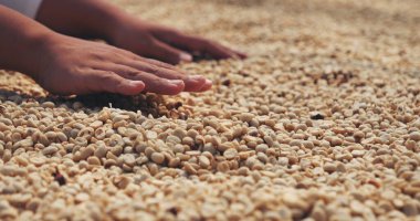 El 'i çiğ kahve çekirdeğiyle kapatın kuru yeşil tohum yığını. Çiftçinin elleri eko çiftliğinde kızarmamış tahıl seçti. Arap çiftliği kahve çekirdeği tarımı objeleri. Güneş kurutulmuş taze siyah kahve.