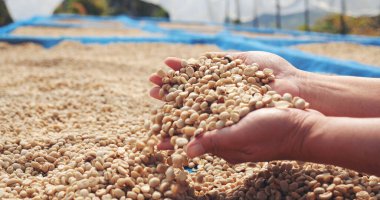 El 'i çiğ kahve çekirdeğiyle kapatın kuru yeşil tohum yığını. Çiftçinin elleri eko çiftliğinde kızarmamış tahıl seçti. Arap çiftliği kahve çekirdeği tarımı objeleri. Güneş kurutulmuş taze siyah kahve.