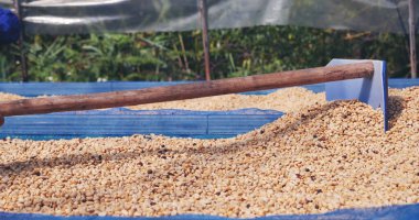 El 'i çiğ kahve çekirdeğiyle kapatın kuru yeşil tohum yığını. Çiftçinin elleri eko çiftliğinde kızarmamış tahıl seçti. Arap çiftliği kahve çekirdeği tarımı objeleri. Güneş kurutulmuş taze siyah kahve.