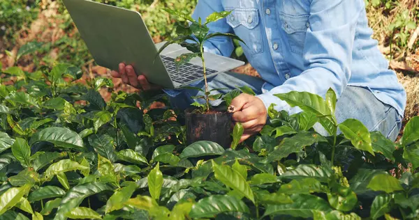 Smart farmer using laptop in eco green farm sustainable quality control. Close up Hand typing laptop computer quality control plant tree. Farmer hands using technology in eco Farmland biotechnology