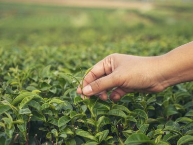 Yeşil çay ağacı koparan kadın tomurcuk topluyor taze kamelya sinensis organik çiftlikten ayrılıyor. El ele tutuşup, siyah yeşil çay topluyorum bitkisel tarım. Kadın Black Tea çiftliğinde çalışıyor.