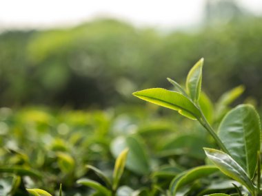 Yeşil çay ağacı tarlada taze taze tomurcuk bitkisel yeşil çay ağacı kamelya sinensis organik çiftliğinde. Taze Ağaç çay tarlalarını kapatın. Dağ yeşili doğa bitkisel bitki arka planında.