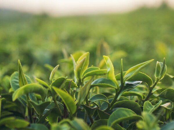 Зеленое чайное дерево листья поля молодой нежный бутон травяной зеленый чай дерево в Камелия Sinensis органической ферме. Закрыть свежее дерево чайных плантаций горная зеленая природа в травяные фермы растительного фона утром
